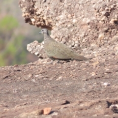 Petrophassa rufipennis (Chestnut-quilled Rock-Pigeon) at Kakadu, NT - 11 Jul 2024 by BenW