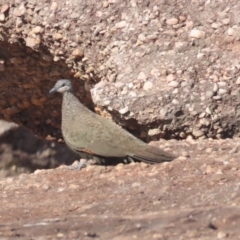 Petrophassa rufipennis at Kakadu, NT - 12 Jul 2024 09:39 AM