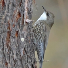 Cormobates leucophaea (White-throated Treecreeper) at Kyeamba, NSW - 12 Jul 2024 by MichaelWenke