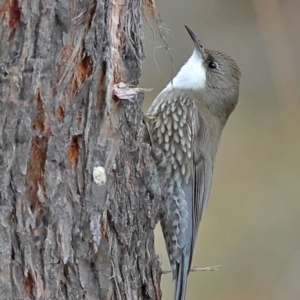 Cormobates leucophaea at Kyeamba, NSW - 12 Jul 2024 02:09 PM