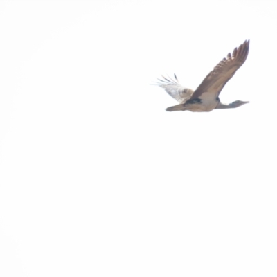 Ardeotis australis (Australian Bustard) at Cossack, NT - 11 Jul 2024 by BenW