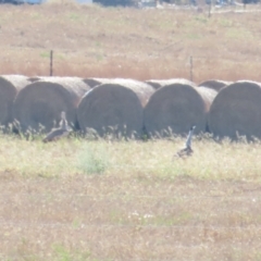 Ardeotis australis at Cossack, NT - 11 Jul 2024 10:15 AM