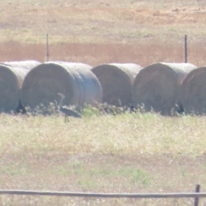 Ardeotis australis at Cossack, NT - 11 Jul 2024 10:15 AM