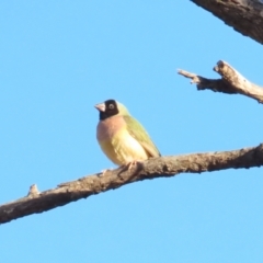 Chloebia gouldiae (Gouldian Finch) at Manbulloo, NT - 10 Jul 2024 by BenW