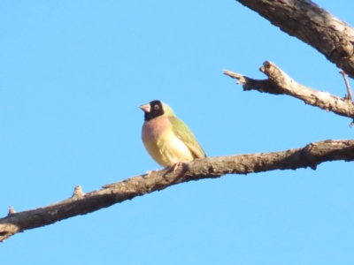 Chloebia gouldiae (Gouldian Finch) at Manbulloo, NT - 10 Jul 2024 by BenW