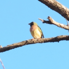 Chloebia gouldiae at Manbulloo, NT - 11 Jul 2024