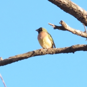 Chloebia gouldiae at Manbulloo, NT - 11 Jul 2024