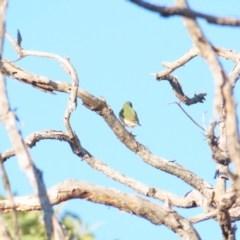 Chloebia gouldiae at Manbulloo, NT - 11 Jul 2024