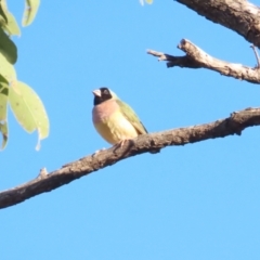 Chloebia gouldiae at Manbulloo, NT - suppressed