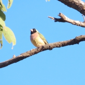 Chloebia gouldiae at Manbulloo, NT - 11 Jul 2024