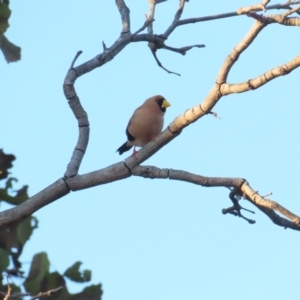 Poephila personata at Manbulloo, NT - 11 Jul 2024 08:15 AM