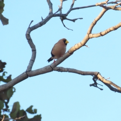 Poephila personata (Masked Finch) at Manbulloo, NT - 11 Jul 2024 by BenW