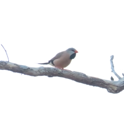 Poephila acuticauda (Long-tailed Finch) at Manbulloo, NT - 11 Jul 2024 by BenW