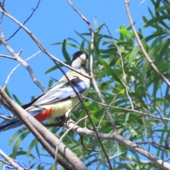 Platycercus venustus (Northern Rosella) at Nitmiluk, NT - 10 Jul 2024 by BenW