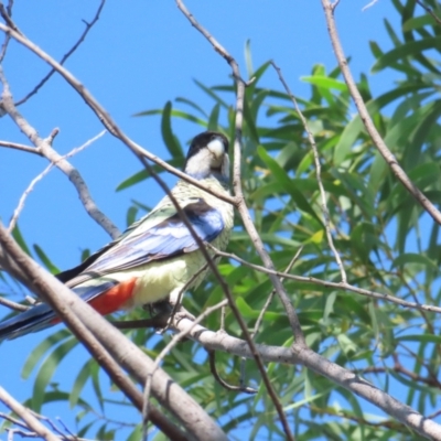 Platycercus venustus (Northern Rosella) at Nitmiluk, NT - 10 Jul 2024 by BenW