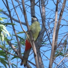 Platycercus venustus at Nitmiluk, NT - 10 Jul 2024 04:04 PM
