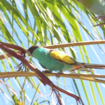 Psephotellus dissimilis (Hooded Parrot) at Pine Creek, NT - 10 Jul 2024 by BenW