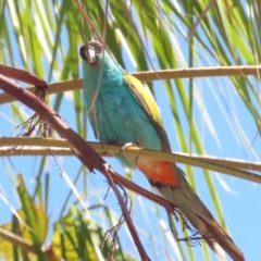 Psephotellus dissimilis at Pine Creek, NT - 10 Jul 2024