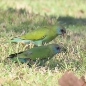 Psephotellus dissimilis at Pine Creek, NT - 10 Jul 2024