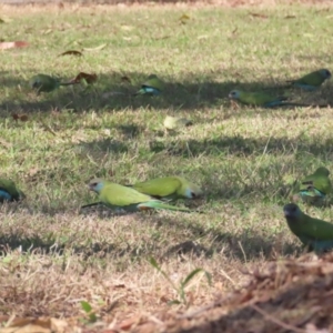 Psephotellus dissimilis at Pine Creek, NT - 10 Jul 2024 02:16 PM