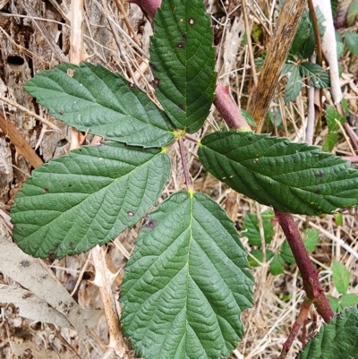 Rubus fruticosus sp. aggregate (Blackberry) at Acton, ACT - 15 Jul 2024 by Steve818