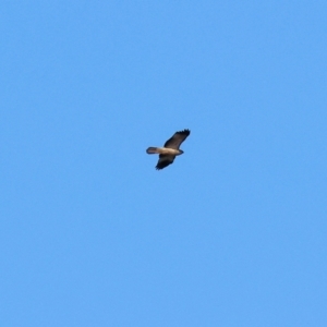 Haliastur sphenurus at Splitters Creek, NSW - 6 Jul 2024 10:50 AM