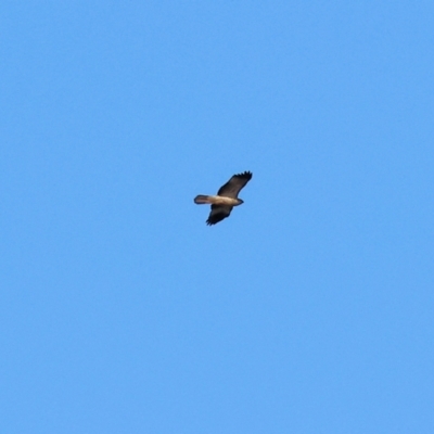 Haliastur sphenurus (Whistling Kite) at Splitters Creek, NSW - 6 Jul 2024 by KylieWaldon