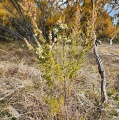 Erica lusitanica (Spanish Heath ) at Fisher, ACT - 15 Jul 2024 by HarleyB