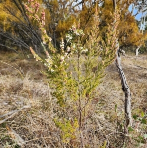 Erica lusitanica at Fisher, ACT - 15 Jul 2024