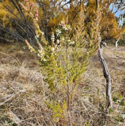 Erica lusitanica (Spanish Heath ) at Fisher, ACT - 15 Jul 2024 by HarleyB