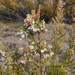 Erica lusitanica at Fisher, ACT - 15 Jul 2024