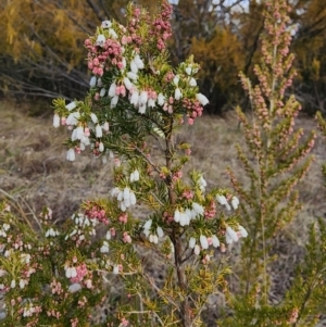 Erica lusitanica at Fisher, ACT - 15 Jul 2024