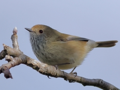 Acanthiza pusilla (Brown Thornbill) at Jingellic, NSW - 13 Jul 2024 by Trevor