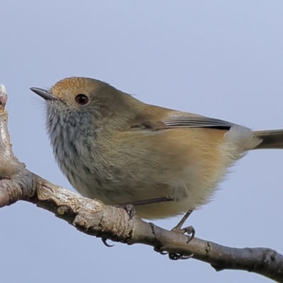 Acanthiza pusilla (Brown Thornbill) at Jingellic, NSW - 13 Jul 2024 by MichaelWenke