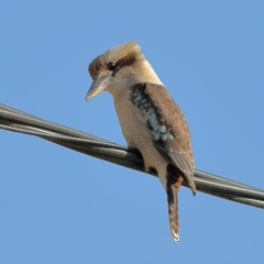 Dacelo novaeguineae (Laughing Kookaburra) at Jingellic, NSW - 13 Jul 2024 by MichaelWenke