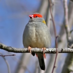 Neochmia temporalis (Red-browed Finch) at Jingellic, NSW - 13 Jul 2024 by Trevor