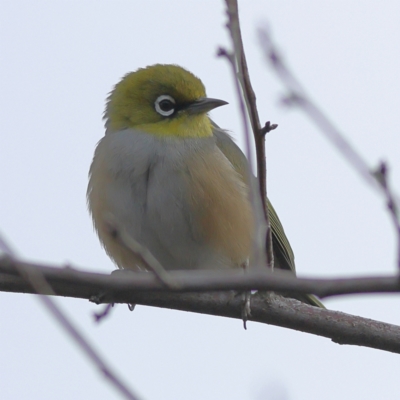 Zosterops lateralis (Silvereye) at Jingellic, NSW - 13 Jul 2024 by Trevor