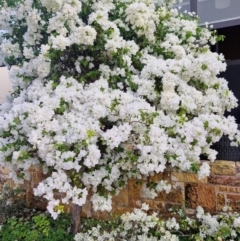 Unidentified Plant at Darwin City, NT - 15 Jul 2024 by AliClaw