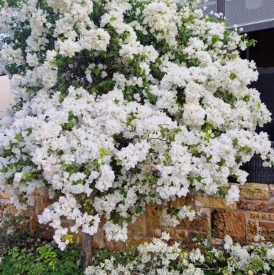 Unverified Plant at Darwin City, NT - 15 Jul 2024 by AliClaw