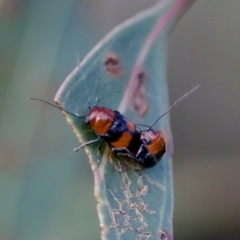 Aporocera (Aporocera) jocosa (Leaf beetle) at Florey, ACT - 22 Oct 2023 by KorinneM