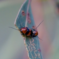 Aporocera (Aporocera) jocosa at Florey, ACT - 22 Oct 2023