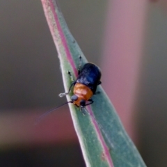 Aporocera sp. (genus) (Unidentified Aporocera leaf beetle) at Florey, ACT - 22 Oct 2023 by KorinneM
