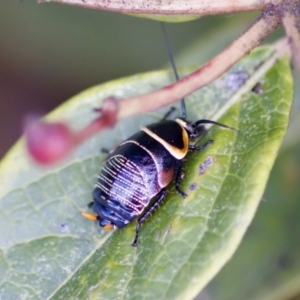 Ellipsidion australe at Florey, ACT - 22 Oct 2023