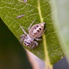 Opisthoncus grassator (Jumping spider) at Florey, ACT - 22 Oct 2023 by KorinneM