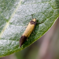 Merocroca (genus) at Florey, ACT - 22 Oct 2023 by KorinneM