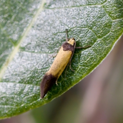 Merocroca (genus) at Florey, ACT - 22 Oct 2023 by KorinneM