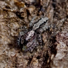 Clynotis severus (Stern Jumping Spider) at Florey, ACT - 22 Oct 2023 by KorinneM