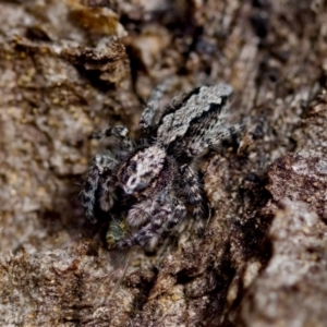 Clynotis severus at Florey, ACT - 22 Oct 2023 04:38 PM