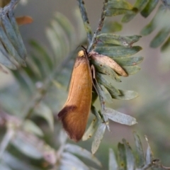 Delexocha ochrocausta (Chezala Group) at Florey, ACT - 22 Oct 2023 by KorinneM