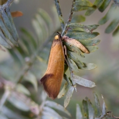 Delexocha ochrocausta (Chezala Group) at Florey, ACT - 22 Oct 2023 by KorinneM
